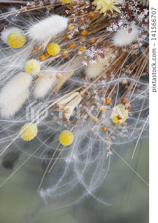 Macro shot of fluffy lagurus, craspedia, and delicate feather grass arrangement. Macro shot of fluffy lagurus, craspedia, and delicate feather grass arrangement. 141566707