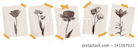 Brown flower posters with stipple photocopy halftone effect. Gritty tulip and peony prints on taped beige paper sheets. Vector set of stippled flowers with orange tape for retro wall art gallery 141567021