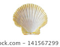 Symmetrical scallop seashell interior isolated on white background 141567299