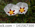 Cistus ladanifer flowers touching with delicate spotted petals and leaves 141567300