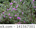 Cistus albidus pink rockrose flowers in spring bloom with wrinkled petals 141567301