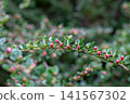 Horizontal cotoneaster branch with pink flower buds in spring close up 141567302