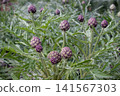 Purple globe artichoke plant with edible buds in peak growing season 141567303