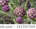 Abundant purple globe artichoke buds ready for harvest in vegetable garden 141567304
