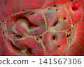 Abstract macro texture of striped tomato with unusual red and green pattern 141567306