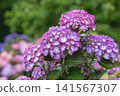 Purple Hydrangea macrophylla flower clusters with soft bokeh background 141567307