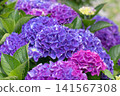 Pink and blue Hydrangea macrophylla blooms with fresh green foliage 141567308