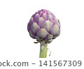 Purple globe artichoke bud isolated on white background 141567309