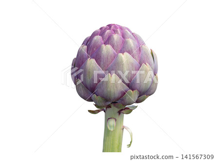 Purple globe artichoke bud isolated on white background Purple globe artichoke bud isolated on white background 141567309