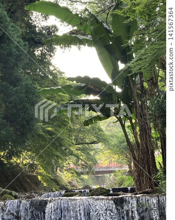 A healing natural landscape with a stream, banana leaves, and sunlight filtering through the trees. 141567364
