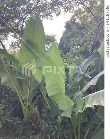 以熱帶植物葉子為特色的天然背景素材。 以熱帶植物葉子為特色的天然背景素材。 141567366