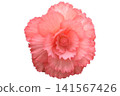 Begonia flower_white background 141567426