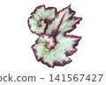 Begonia leaves on a white background 141567427