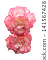 Begonia flower_white background 141567428