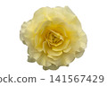 Begonia flower_white background 141567429