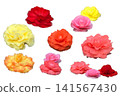 Begonia flower set_white background 141567430
