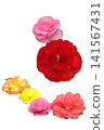 Begonia flower set_white background 141567431