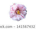 Red and white camellias and sasanquas - white background 141567432