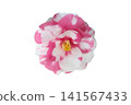 Red and white camellias and sasanquas - white background 141567433