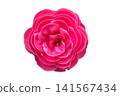 Red Camellia/Sasanqua - White Background 141567434