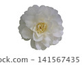 White Camellia/Sasanqua - White Background 141567435