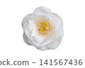 White Camellia/Sasanqua - White Background 141567436