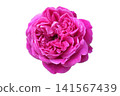 Dark pink roses on a white background 141567439