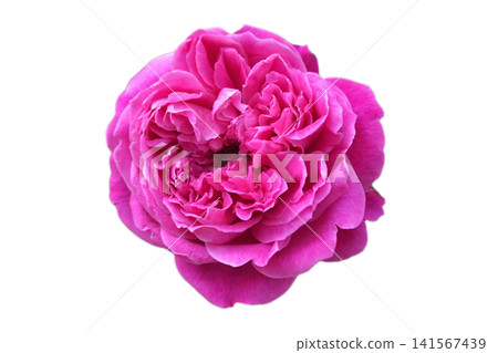 Dark pink roses on a white background Dark pink roses on a white background 141567439