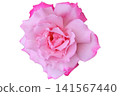 Pink roses on a white background 141567440