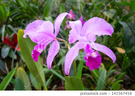 Delicate pink Cattleya orchids with ruffled petals and lush green foliage Delicate pink Cattleya orchids with ruffled petals and lush green foliage 141567458