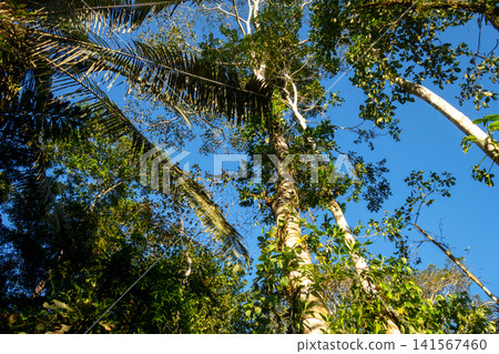 Rainforest in the Cuyabeno reserve, Ecuador Rainforest in the Cuyabeno reserve, Ecuador 141567460
