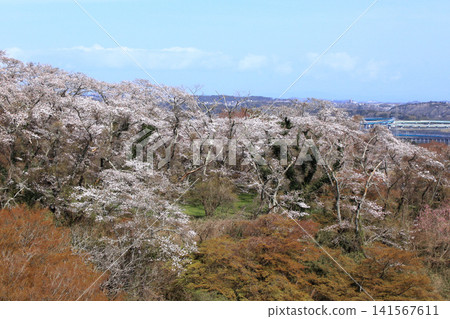 岩切城遺址的櫻花美景(宮城縣利府町) 岩切城遺址的櫻花美景(宮城縣利府町) 141567611