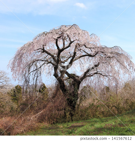 岩切城遺址的櫻花美景(宮城縣利府町) 岩切城遺址的櫻花美景(宮城縣利府町) 141567612