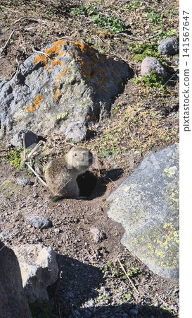 Caucasian ground squirrel eating among the rocks 141567647