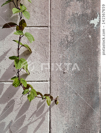 Green vine leaves climbing on concrete block wall with sunlight and shadow Green vine leaves climbing on concrete block wall with sunlight and shadow 141567659