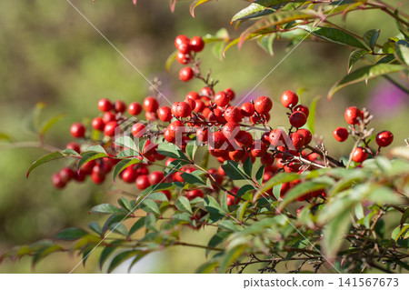 有紅色漿果的南天樹 有紅色漿果的南天樹 141567673