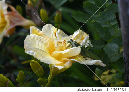 A large green garden grasshopper and a yellow lily. Tettigonia viridissima. A large green garden grasshopper and a yellow lily. Tettigonia viridissima. 141567684