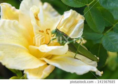 A large green garden grasshopper and a yellow lily. Tettigonia viridissima. A large green garden grasshopper and a yellow lily. Tettigonia viridissima. 141567685