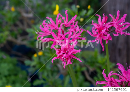 Green and pink nerine flowers Green and pink nerine flowers 141567691