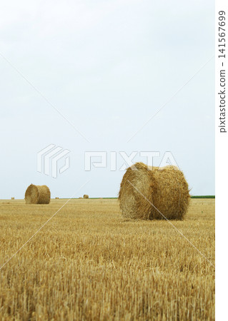Vast Field with Multiple Round Hay Bales 141567699