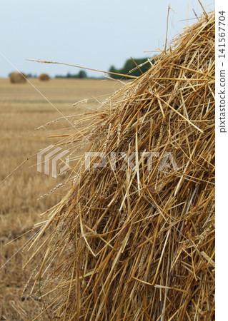 Side Profile Close Up of Straw Bale Side Profile Close Up of Straw Bale 141567704