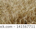 Golden Wheat Ears in Agricultural Field 141567711