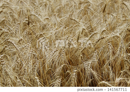 Golden Wheat Ears in Agricultural Field 141567711
