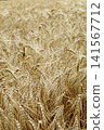 Field of Golden Wheat Before Harvest 141567712