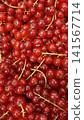 Red Currant Berries Macro Texture 141567714