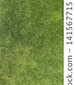 Green Lawn Grass Texture Top Down 141567715