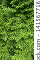 Thuja Evergreen Coniferous Foliage Close Up 141567716