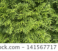 Green Arborvitae Bush Coniferous Texture 141567717