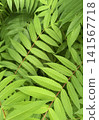 Sumac Tree Green Pinnate Leaves 141567718