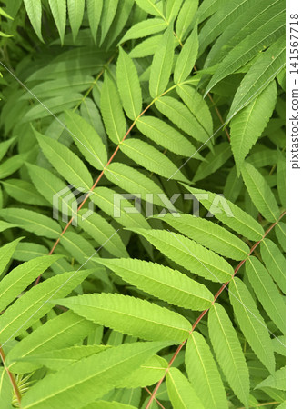 Sumac Tree Green Pinnate Leaves Sumac Tree Green Pinnate Leaves 141567718